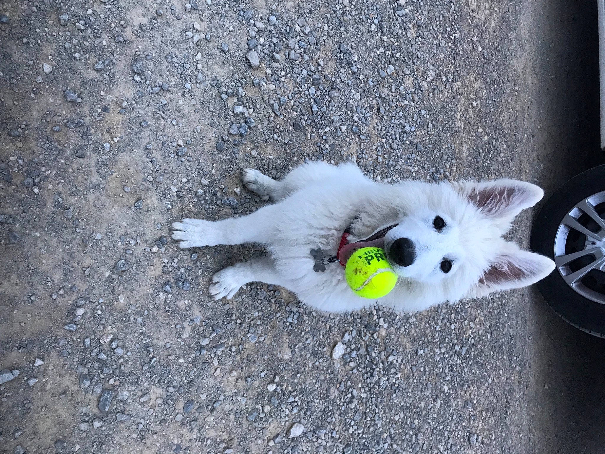 Twixy participe au concours pour gagner de l'argent avec cette photo : asphalt, ball, canidae, carnivore, companion_dog, dog, dog_breed, dog_supply, fawn, felidae, grey, paw, road_surface, samoyed, small_to_medium_sized_cats, sporting_group, tail, tire, wheel, whiskers