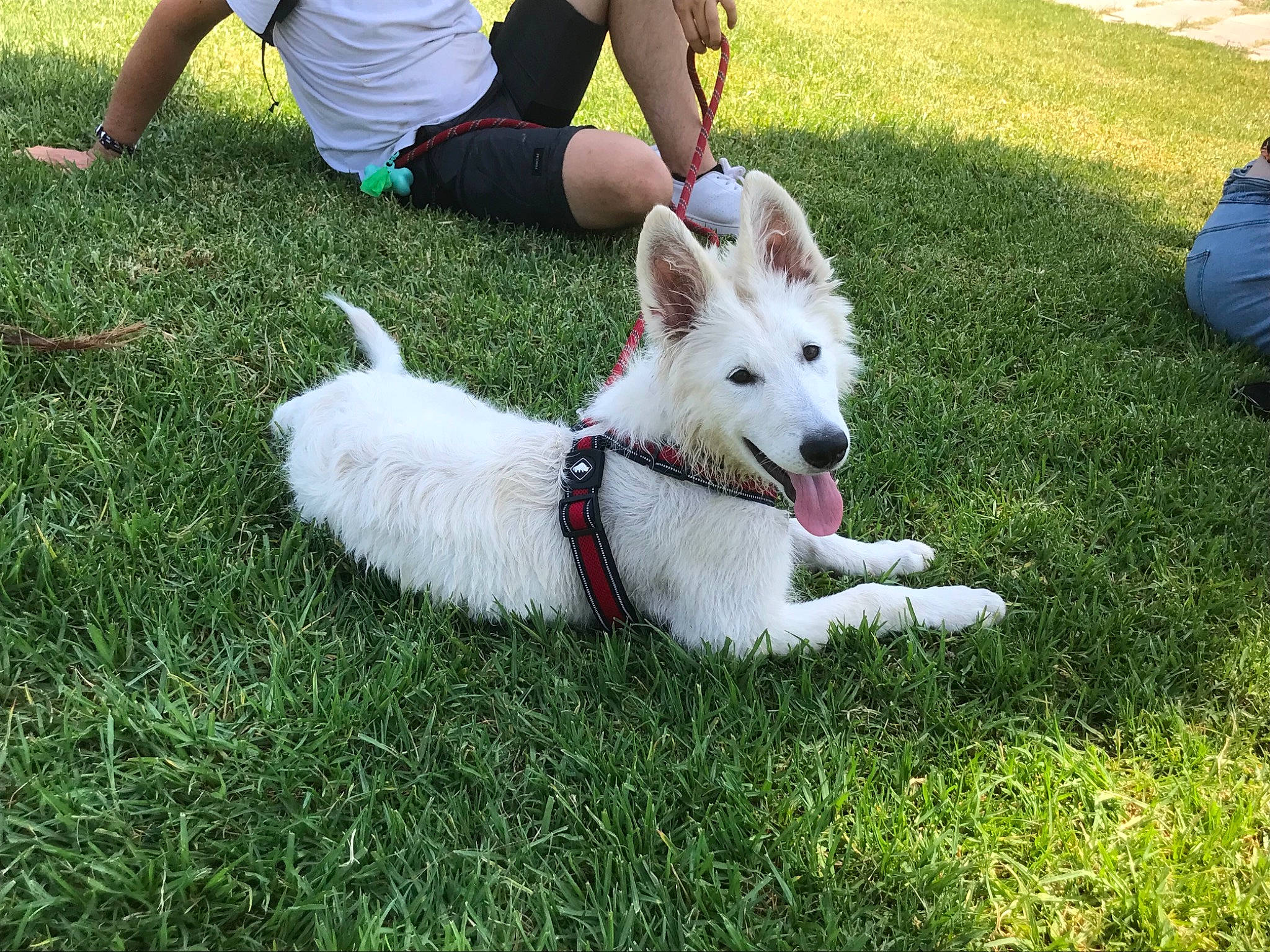 Twixy a rejoint le concours — aidez-le/la à gagner de superbes lots ! ancient_dog_breeds, canidae, carnivore, collar, companion_dog, dog, dog_breed, grass, green, lawn, leash, leisure, non_sporting_group, plant, shorts, sporting_group, tail, watch, white, working_dog