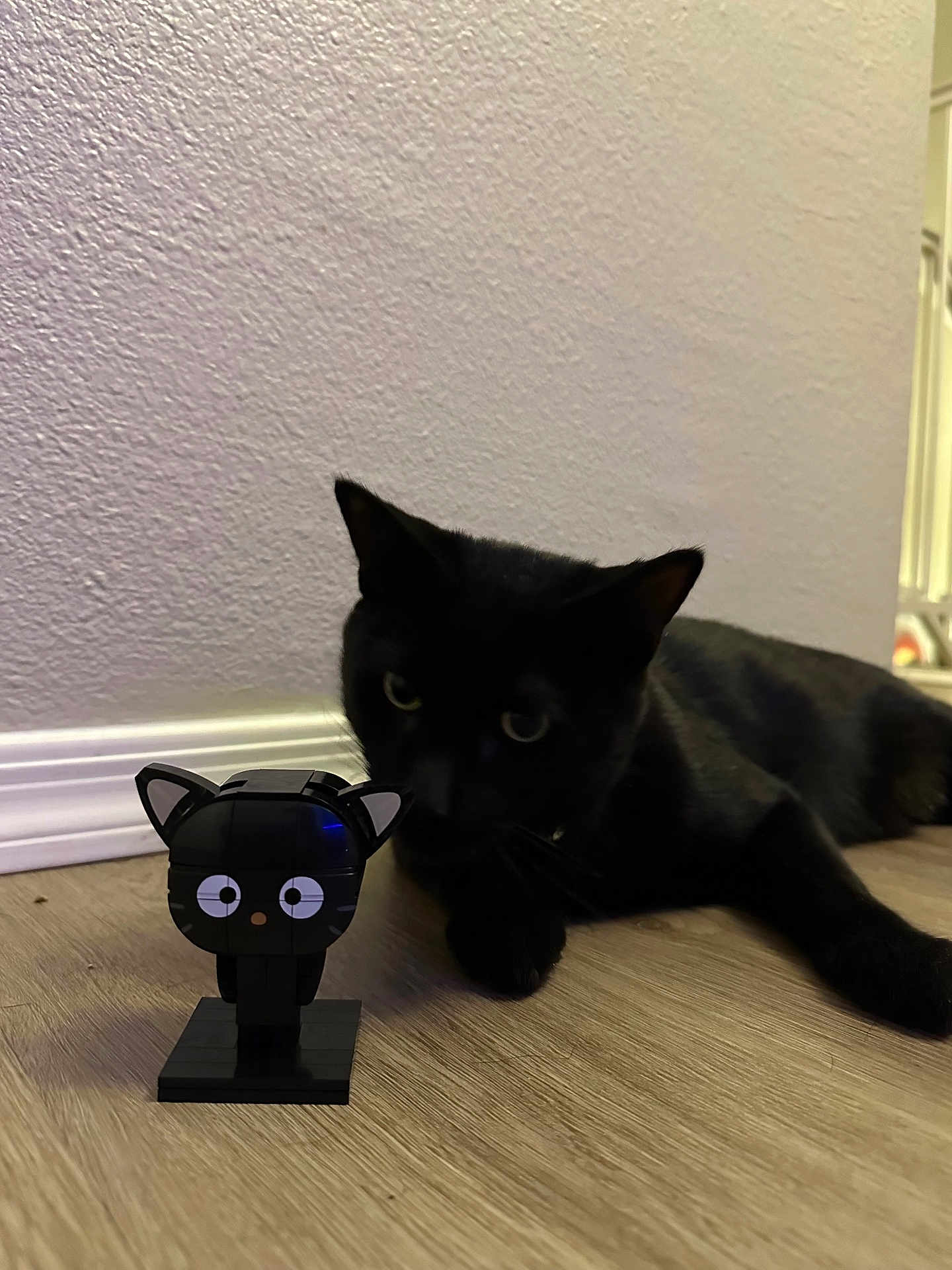 Gnar is registered to the contest to win money with this photo: black_cat, cat, toy, figurine, wooden_floor, indoor, curious, pet, animal, playful, flooring, baseboard, wall, ears, eyes, small_object, closeup, domestic_cat, lying_down, feline