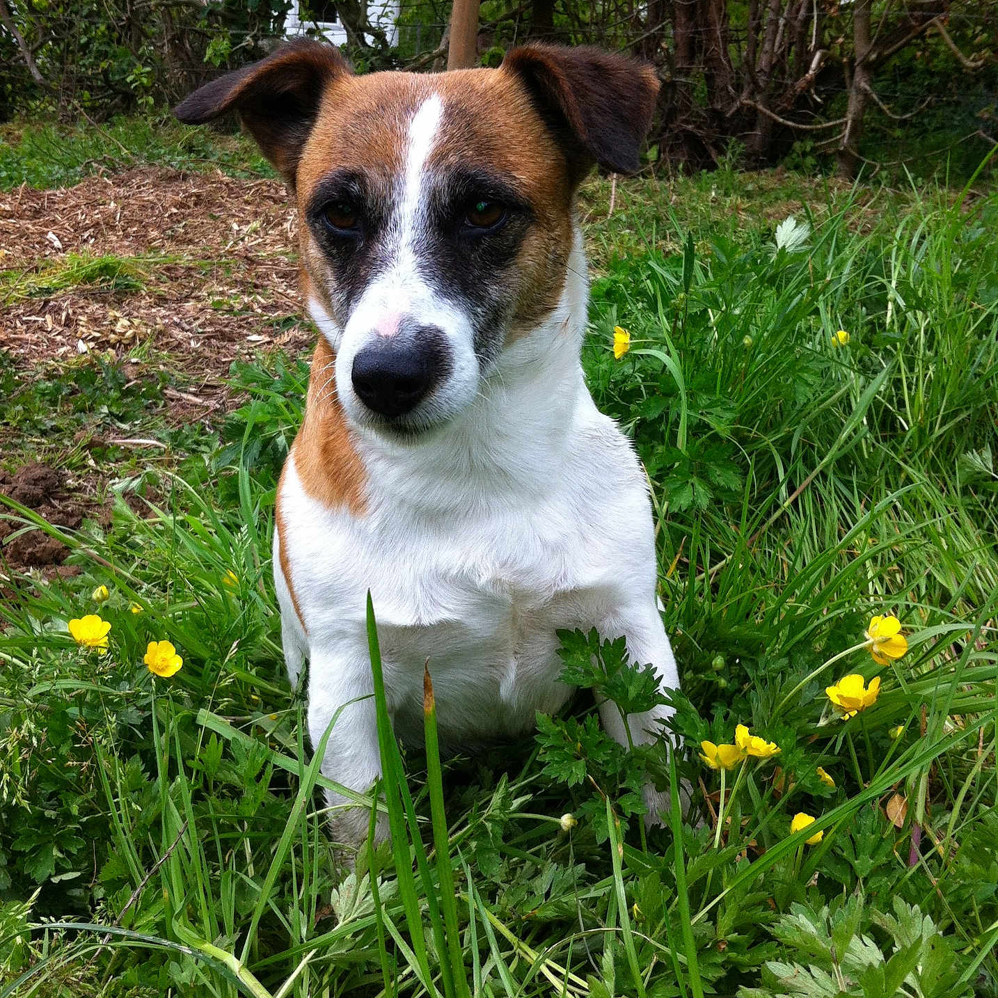 Caline a rejoint le concours — aidez-le/la à gagner de superbes lots ! animal, canine, daisy, dog, field, flower, grass, grassland, green, herbal, herbs, hound, leaf, nature, outdoors, pet, plant, puppy, soil, vegetation