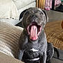 𝓐𝓫𝓲 participe au concours pour gagner de l'argent avec cette photo : puppy, dog, tongue, mouth_open, gray_dog, pet, indoor, cushion, sofa, living_room, cute, young_dog, fur, animal, canine, sitting, playful, white_patch, floor, home