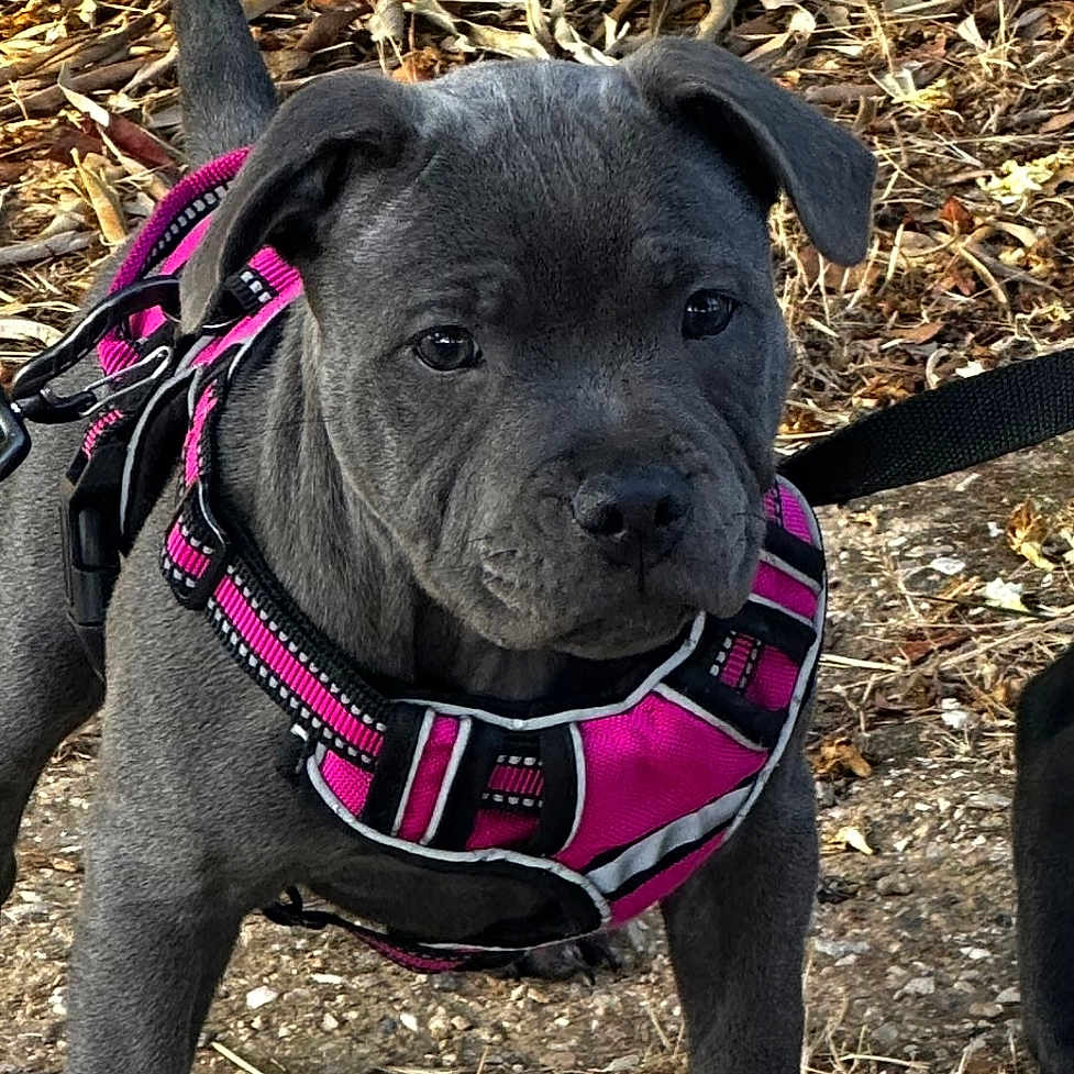 𝓐𝓫𝓲 participe au concours pour gagner de l'argent avec cette photo : alert, animal, canine, closeup, curious, cute, daylight, dirt, dog, gray_dog, harness, leaves, nature, outdoor, pet, pink_harness, puppy, sidewalk, walking_leash, young_dog