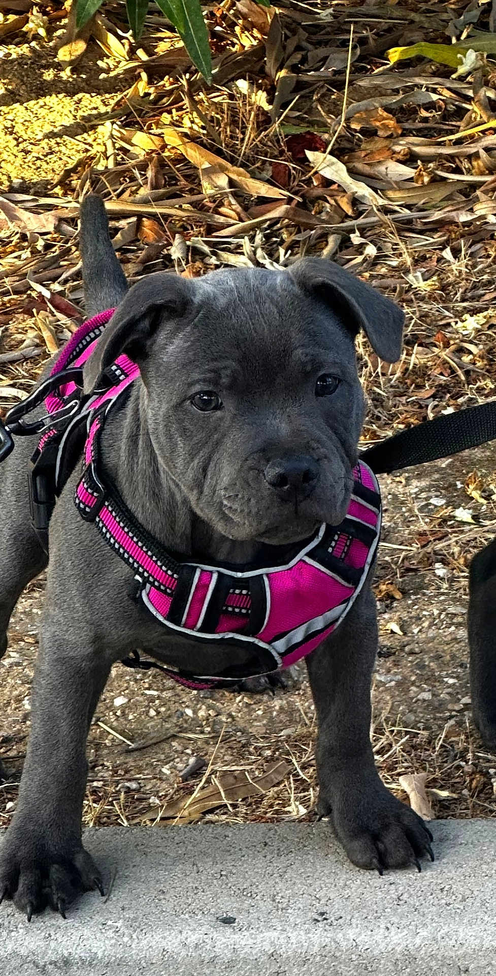 𝓐𝓫𝓲 participe au concours pour gagner de l'argent avec cette photo : puppy, dog, gray_dog, harness, pink_harness, outdoor, leaves, dirt, curious, pet, animal, young_dog, closeup, canine, walking_leash, nature, sidewalk, daylight, alert, cute