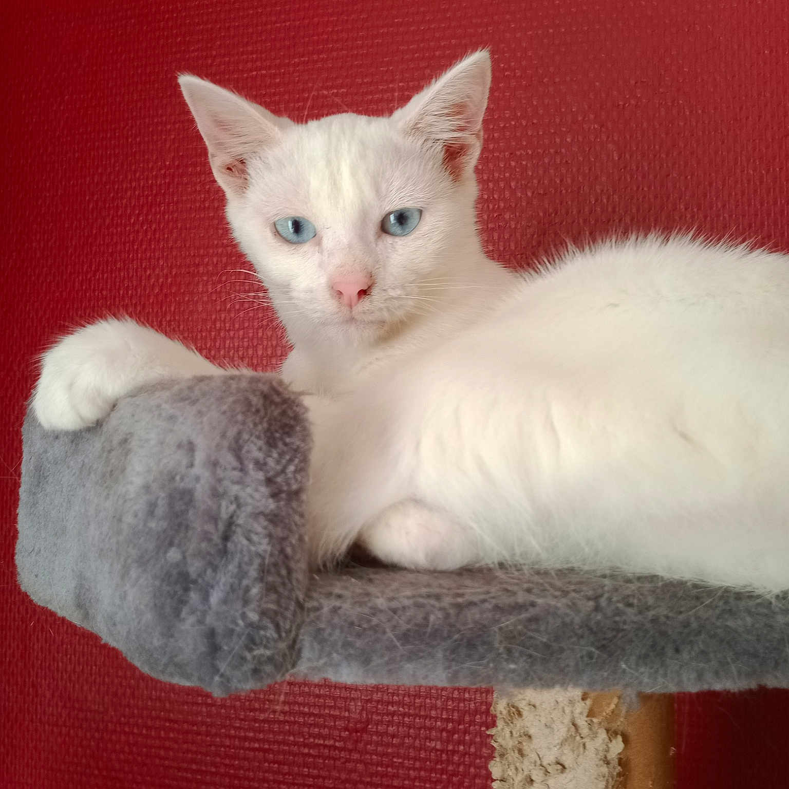 Saphir