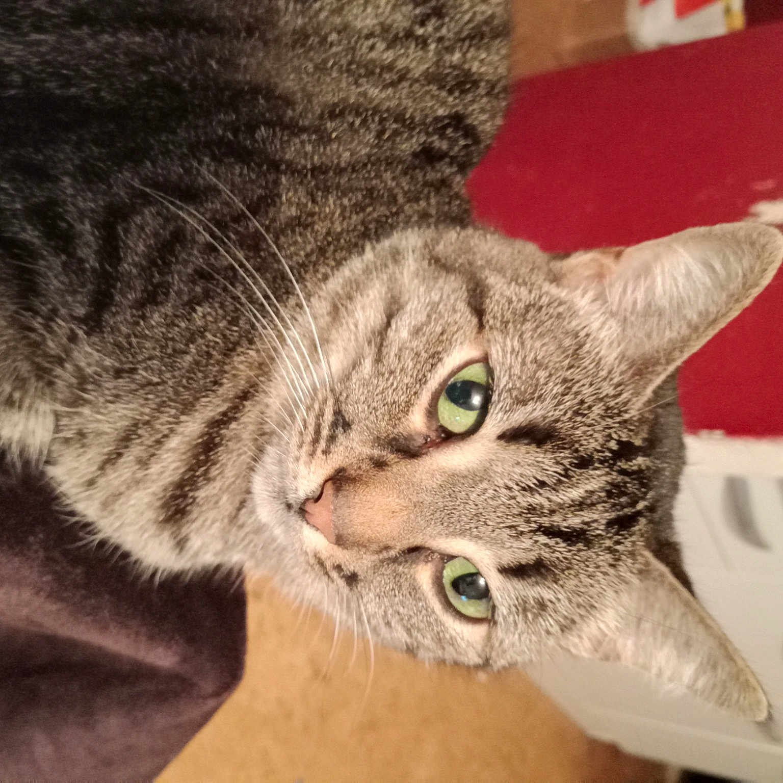 Elsa