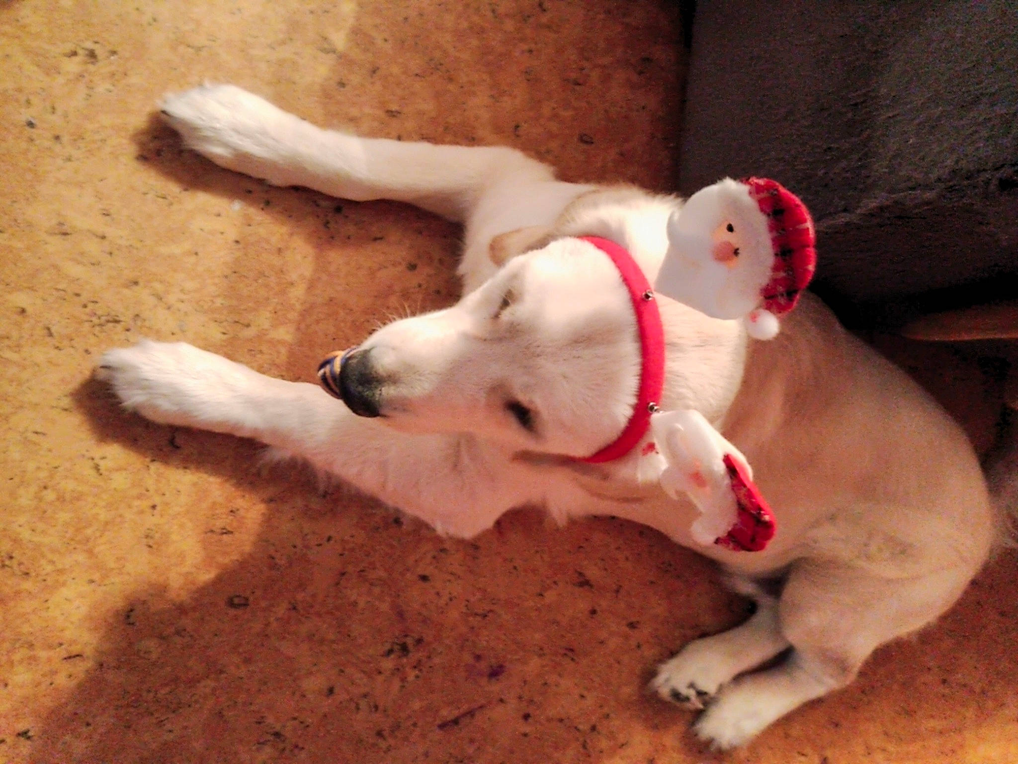 Tango a rejoint le concours — aidez-le/la à gagner de superbes lots ! canidae, carnivore, collar, companion_dog, dog, dog_breed, dog_collar, dog_supply, dog_toy, fawn, non_sporting_group, paw, pet_supply, snout, soil, sporting_group, street_dog, tail, terrestrial_animal, working_animal