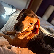 Nala a rejoint le concours — aidez-le/la à gagner de superbes lots ! animal, bed, black, blanket, brown, canine, comfortable, cozy, dog, fur, home, indoor, looking_back, pet, portrait, relaxed, resting, shadow, soft_light, sunlight