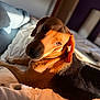 animal, bed, black, blanket, brown, canine, comfortable, cozy, dog, fur, home, indoor, looking_back, pet, portrait, relaxed, resting, shadow, soft_light, sunlight