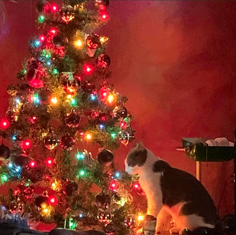 Crockett joined the competition — help win amazing prizes! carnivore, cat, christmas, christmas_decoration, christmas_ornament, christmas_tree, evergreen, felidae, holiday, holiday_ornament, larch, light, nature, ornament, plant, small_to_medium_sized_cats, tints_and_shades, tree, window, woody_plant