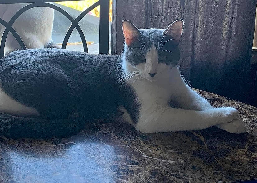 Crockett joined the competition — help win amazing prizes! art, carnivore, cat, comfort, domestic_short_haired_cat, eye, felidae, foot, fur, grass, grey, human_leg, paw, sitting, small_to_medium_sized_cats, snout, tail, terrestrial_animal, whiskers, wildlife