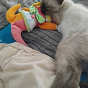 Hëlios participe au concours pour gagner de l'argent avec cette photo : kitten, cat, sleeping, plush_toy, blanket, cozy, indoor, resting, soft_texture, fur, cute, pet, animal, relaxation, comfort, home, close_up, feline, nap, toy