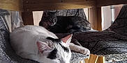 Hëlios a rejoint le concours — aidez-le/la à gagner de superbes lots ! cat, sleeping, chair, furniture, indoor, wood, patterned, resting, pet, domestic_animal, relaxing, two_cats, closeup, cozy, quiet, animal, living_room, calm, peaceful, tabby_cat