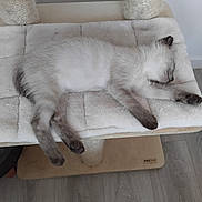 Hëlios a rejoint le concours — aidez-le/la à gagner de superbes lots ! kitten, cat, sleeping, cat_tree, furry, pet, indoor, cozy, resting, soft, cute, animal, feline, paw, whiskers, relaxation, floor, wood, home, nap