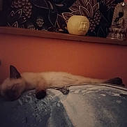 Hëlios participe au concours pour gagner de l'argent avec cette photo : animal, cat, cozy, cushion, decor, feline, furniture, home, indoor, orange_wall, pet, quiet, relaxation, resting, shelf, siamese_cat, sleeping, soft_lighting, statue, warm_colors