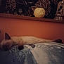 animal, cat, cozy, cushion, decor, feline, furniture, home, indoor, orange_wall, pet, quiet, relaxation, resting, shelf, siamese_cat, sleeping, soft_lighting, statue, warm_colors