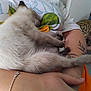 animal, arms, basket_chair, bracelet, closeup, cozy, floor, fur, hand, home, human, indoor, kitten, orange_clothing, person, pet, resting, sleeping, tattoo, white_shirt
