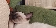 Hëlios participe au concours pour gagner de l'argent avec cette photo : animal, beige_pillow, comfort, cozy, cute, feline, fur, green_blanket, home, indoor, kitten, nap, peaceful, pet, relaxing, resting, sleeping, small, soft_texture, wooden_cabinet