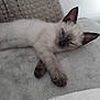 animal, blanket, cat, cozy, cute, domestic, ears, feline, fur, indoor, kitten, paw, pet, relaxing, resting, siamese, sleepy, soft, whiskers, young