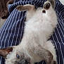 kitten, cat, siamese_cat, pet, lap, striped_pants, embroidery, brown_sweater, relaxed, sleepy, paws, indoor, furniture, cozy, animal, cute, young_cat, person, resting, background_cat
