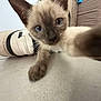 Hëlios a rejoint le concours — aidez-le/la à gagner de superbes lots ! animal, background, blue_eyes, cat, closeup, couch, curious, cute, feline, floor, indoor, kitten, paw, pet, shoe, siamese, sneaker, tile_floor, whiskers, young
