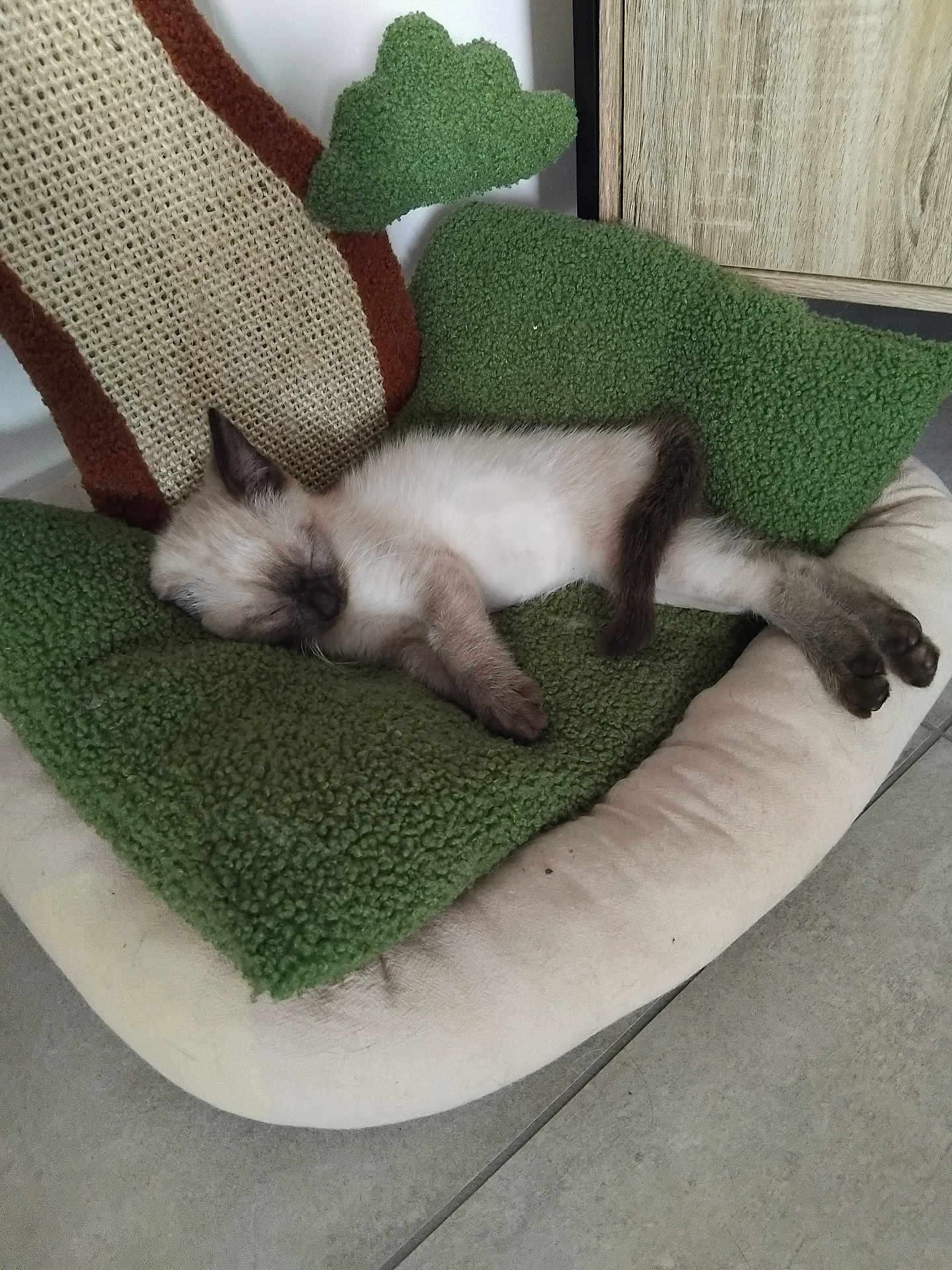 Hëlios participe au concours pour gagner de l'argent avec cette photo : kitten, sleeping, cat, pet_bed, indoor, cozy, animal, feline, resting, cute, young, fur, adorable, paw, tail, soft, comfort, home, relaxed, floor