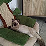 Hëlios participe au concours pour gagner de l'argent avec cette photo : cat, kitten, siamese, pet_bed, green_cushion, beige_cushion, tree_shape, indoor, sleepy, relaxed, animal, feline, floor, tile_floor, wooden_cabinet, cozy, resting, cute, paw, fur