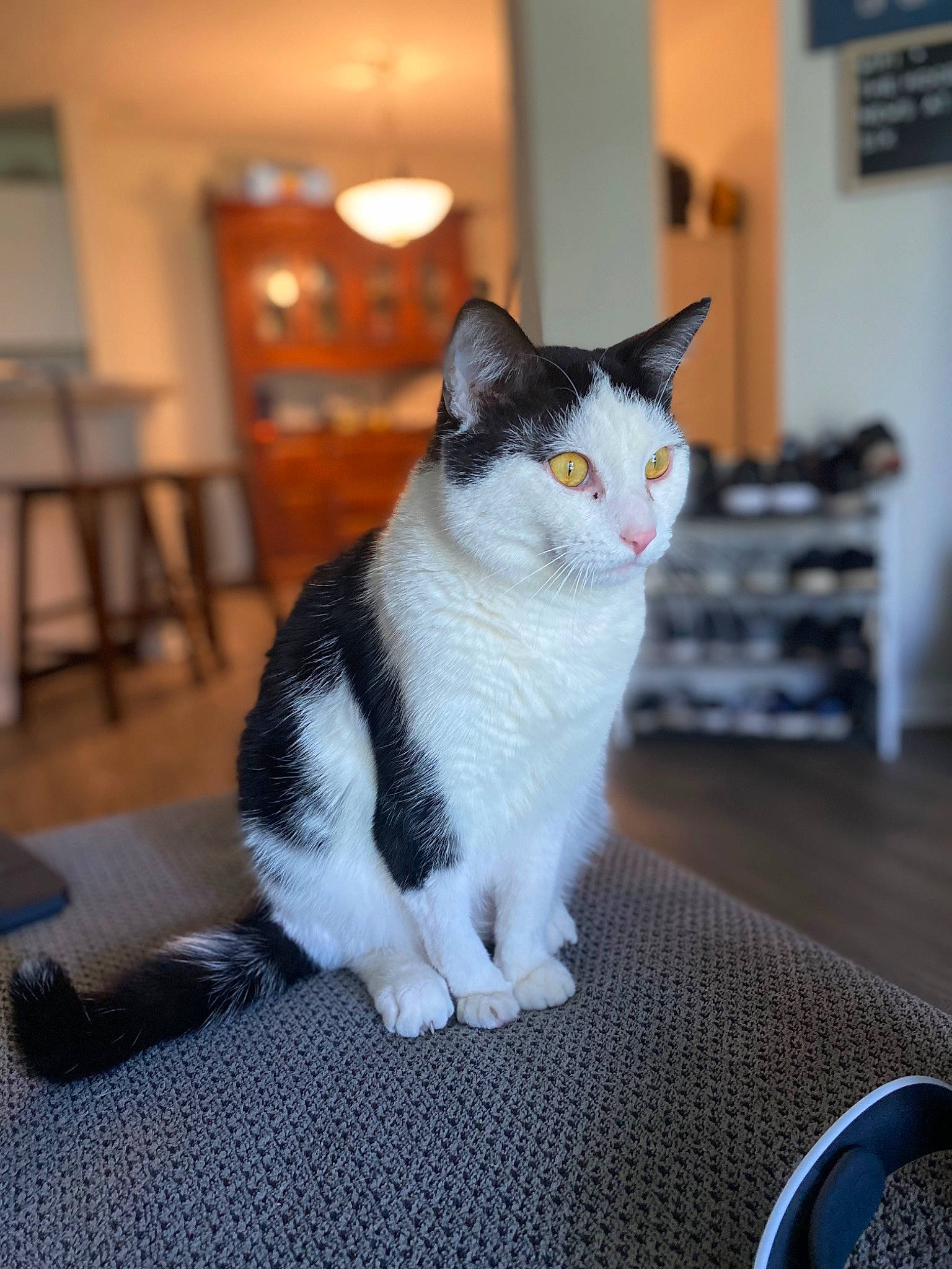 Squish joined the competition — help win amazing prizes! carnivore, cat, domestic_short_haired_cat, felidae, flooring, formal_wear, fur, grey, hardwood, sitting, small_to_medium_sized_cats, snout, tableware, tail, whiskers, window, wood