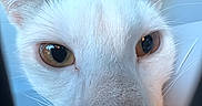 Kermit joined the competition — help win amazing prizes! amber_eyes, animal, black_frame, blue_background, cat, close_range, close_up, curious, ears, face, feline, focus, indoor, looking, nose, pet, portrait, soft_light, whiskers, white_cat