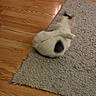 Kermit is registered to the contest to win money with this photo: animal, black_spot, blurry, cat, cute, domestic_animal, feline, floor, fur, gray_rug, grooming, home, indoor, paw, pet, relaxing, rug, sitting, white_cat, wooden_floor
