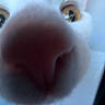 Kermit joined the competition — help win amazing prizes! animal, blur, cat, close_range, close_up, curious, cute, face, feline, funny, indoor, intimate, macro, muzzle, nose, pet, soft_focus, whiskers, white_fur, yellow_eyes