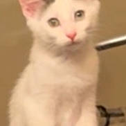 Kermit is registered to the contest to win money with this photo: animal, background, cat, curious, cute, domestic_animal, ears, eyes, feline, gray_spots, indoor, kitten, leopard_print, mammal, pet, pink_nose, sitting, small, white_cat, young_cat