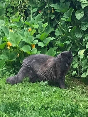 Pepper is registered to the contest to win money with this photo: canidae, carnivore, cat, claw, dog_breed, domestic_short_haired_cat, felidae, fur, grass, groundcover, liver, mustelidae, plant, shrub, small_to_medium_sized_cats, tail, terrestrial_animal, whiskers, wildlife