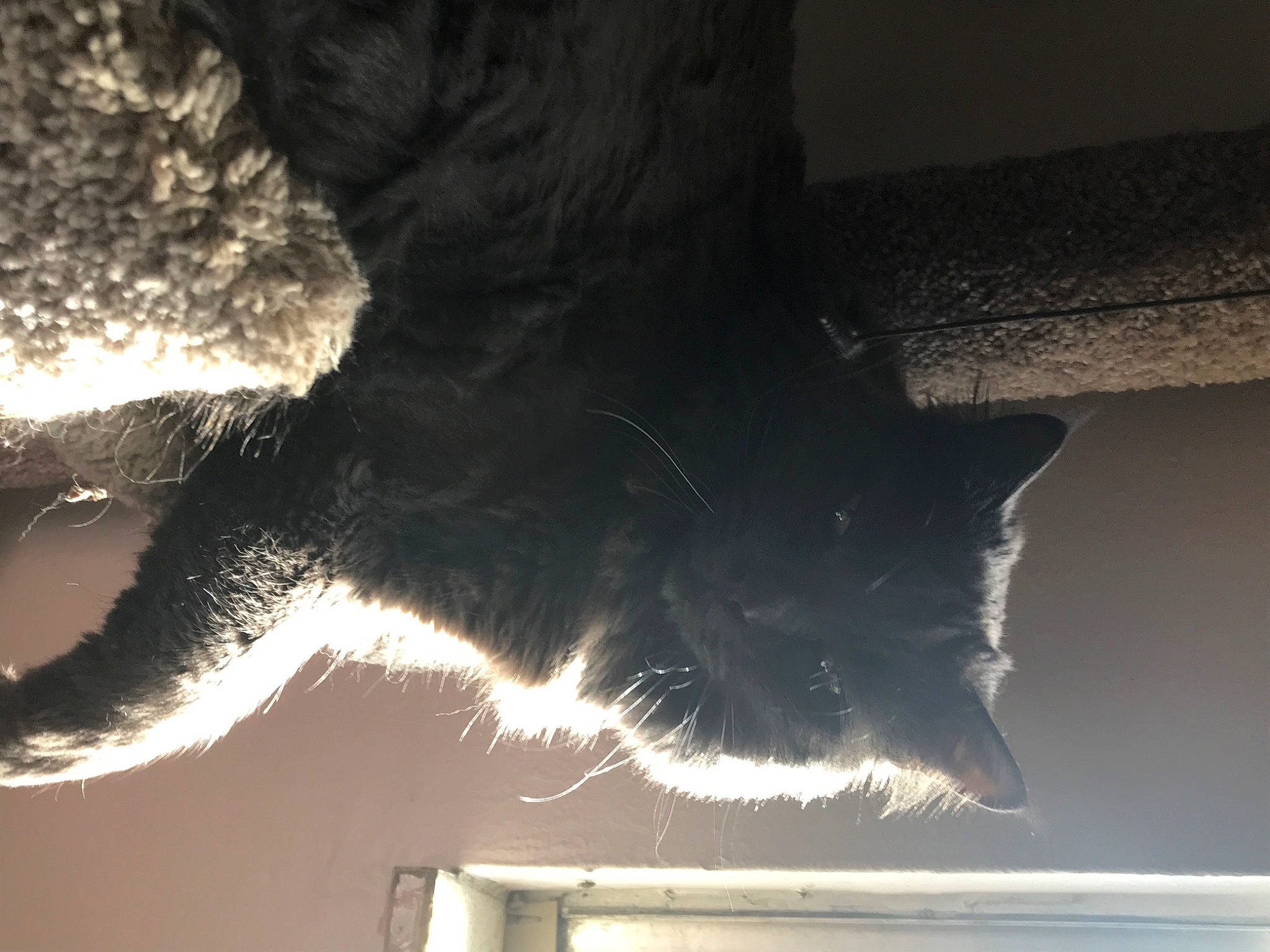 Pepper is registered to the contest to win money with this photo: carnivore, cat, darkness, domestic_short_haired_cat, felidae, fur, gesture, grey, human_leg, monochrome, monochrome_photography, paw, shadow, small_to_medium_sized_cats, snout, tail, tints_and_shades, tree, whiskers, window