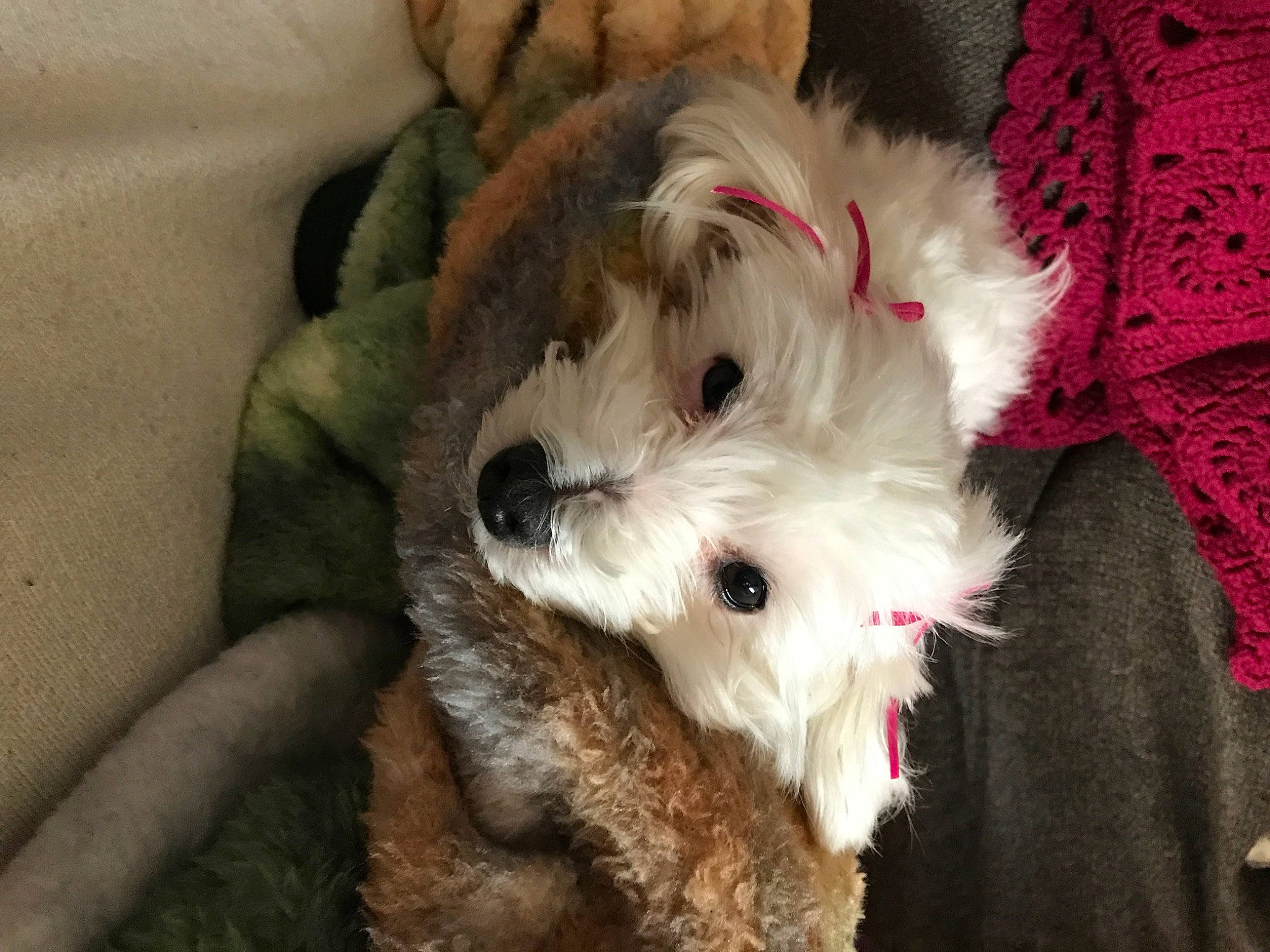 Maddie joined the competition — help win amazing prizes! biewer_terrier, canidae, carnivore, companion_dog, dog, dog_breed, fawn, fur, maltepoo, non_sporting_group, scottish_terrier, small_terrier, snout, sporting_group, terrestrial_animal, terrier, toy_dog, working_animal