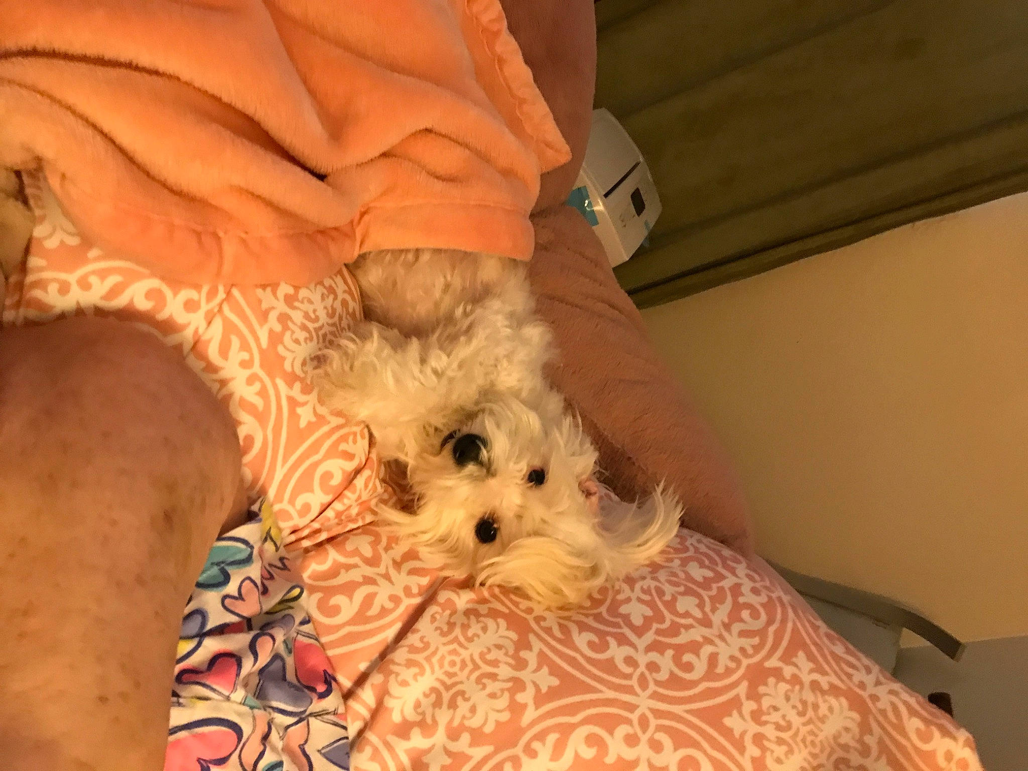 Maddie joined the competition — help win amazing prizes! bichon, canidae, carnivore, comfort, companion_dog, dog, dog_breed, fawn, felidae, fur, labradoodle, maltepoo, nail, poodle, small_terrier, snout, sporting_group, terrier, toy, toy_dog