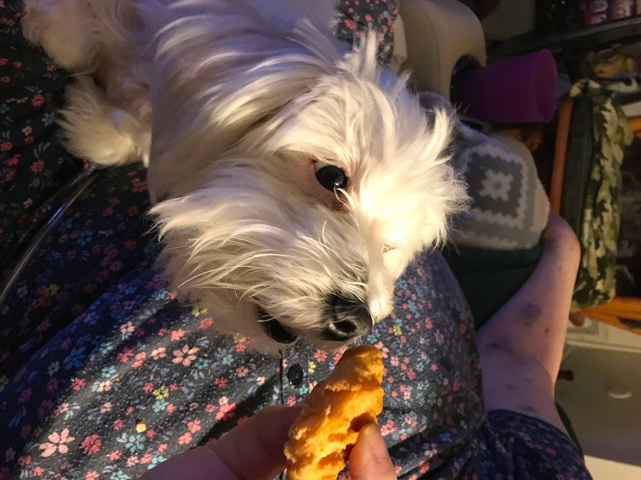 Maddie joined the competition — help win amazing prizes! canidae, carnivore, cloud, companion_dog, dog, dog_breed, dog_supply, fur, small_terrier, snout, sporting_group, sweet_corn, terrier, toy_dog, working_animal