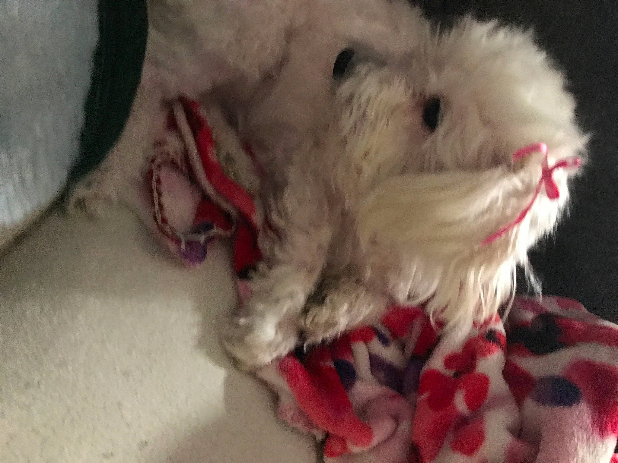 Maddie is registered to the contest to win money with this photo: canidae, carmine, carnivore, companion_dog, dog, dog_breed, fang, felidae, paw, plush, small_to_medium_sized_cats, snout, sporting_group, stuffed_toy, tail, terrier, toy, toy_dog, whiskers, working_animal