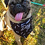 Ulysse participe au concours pour gagner de l'argent avec cette photo : pug, dog, bandana, tongue_out, grass, sunlight, paper_bag, fries, pet, outdoor, cute, animal, canine, happy, smiling, closeup, sitting, playful, summer, daylight