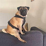 Ulysse a rejoint le concours — aidez-le/la à gagner de superbes lots ! dog, pug, pet, indoor, couch, furniture, harness, animal, sitting, portrait, wall, minimalistic, brown, black, canine, domestic_animal, companion, house, home, pet_accessory
