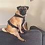dog, pug, pet, indoor, couch, furniture, harness, animal, sitting, portrait, wall, minimalistic, brown, black, canine, domestic_animal, companion, house, home, pet_accessory