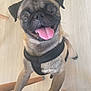 Ulysse participe au concours pour gagner de l'argent avec cette photo : dog, pug, pet, animal, happy, tongue_out, black_harness, indoor, floor, paw, canine, smiling, friendly, cute, small_dog, looking_up, fur, ears, wide_eyes, standing