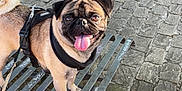 Ulysse a rejoint le concours — aidez-le/la à gagner de superbes lots ! pug, dog, bench, metal_bench, leash, harness, tongue_out, outdoor, cobblestone, street, car, pet, animal, happy, cute, small_dog, urban, daylight, standing, close_up