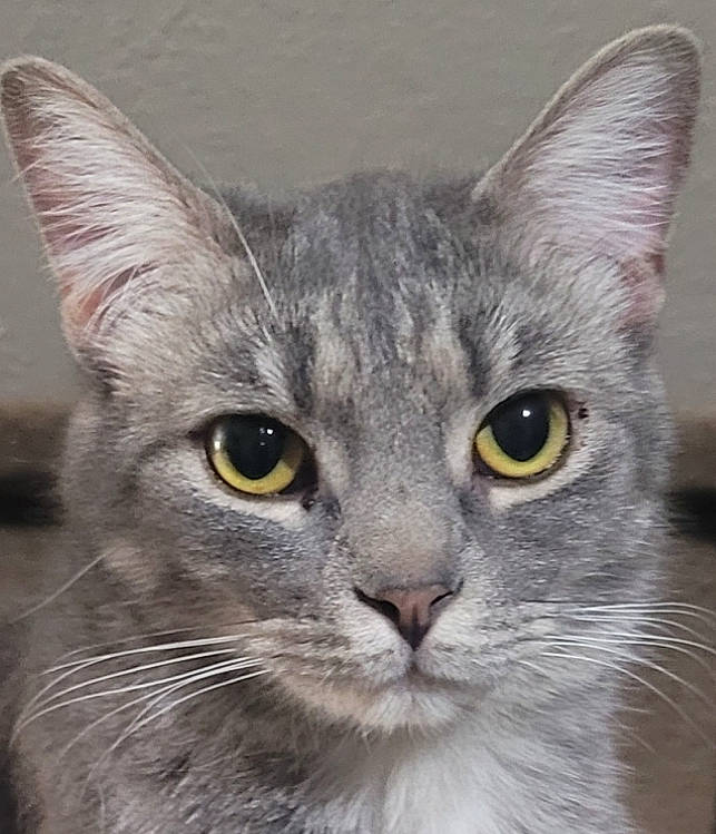 Teddy is registered to the contest to win money with this photo: carnivore, cat, domestic_short_haired_cat, ear, felidae, fur, grey, iris, small_to_medium_sized_cats, snout, terrestrial_animal, vertebrate, whiskers, window