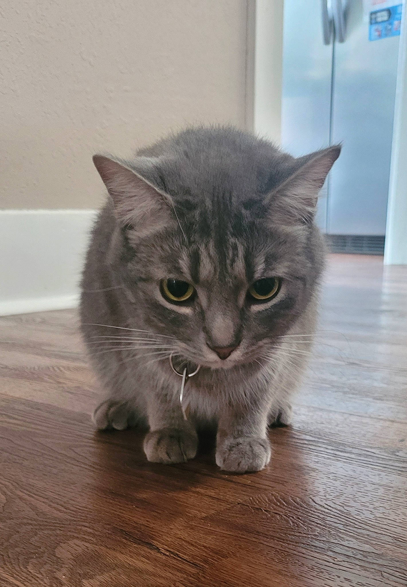 Teddy is registered to the contest to win money with this photo: carnivore, cat, cat_toy, curious, domestic_short_haired_cat, fawn, felidae, flooring, fur, grey, hardwood, paw, small_to_medium_sized_cats, snout, tail, terrestrial_animal, whiskers, window, wood, wood_flooring