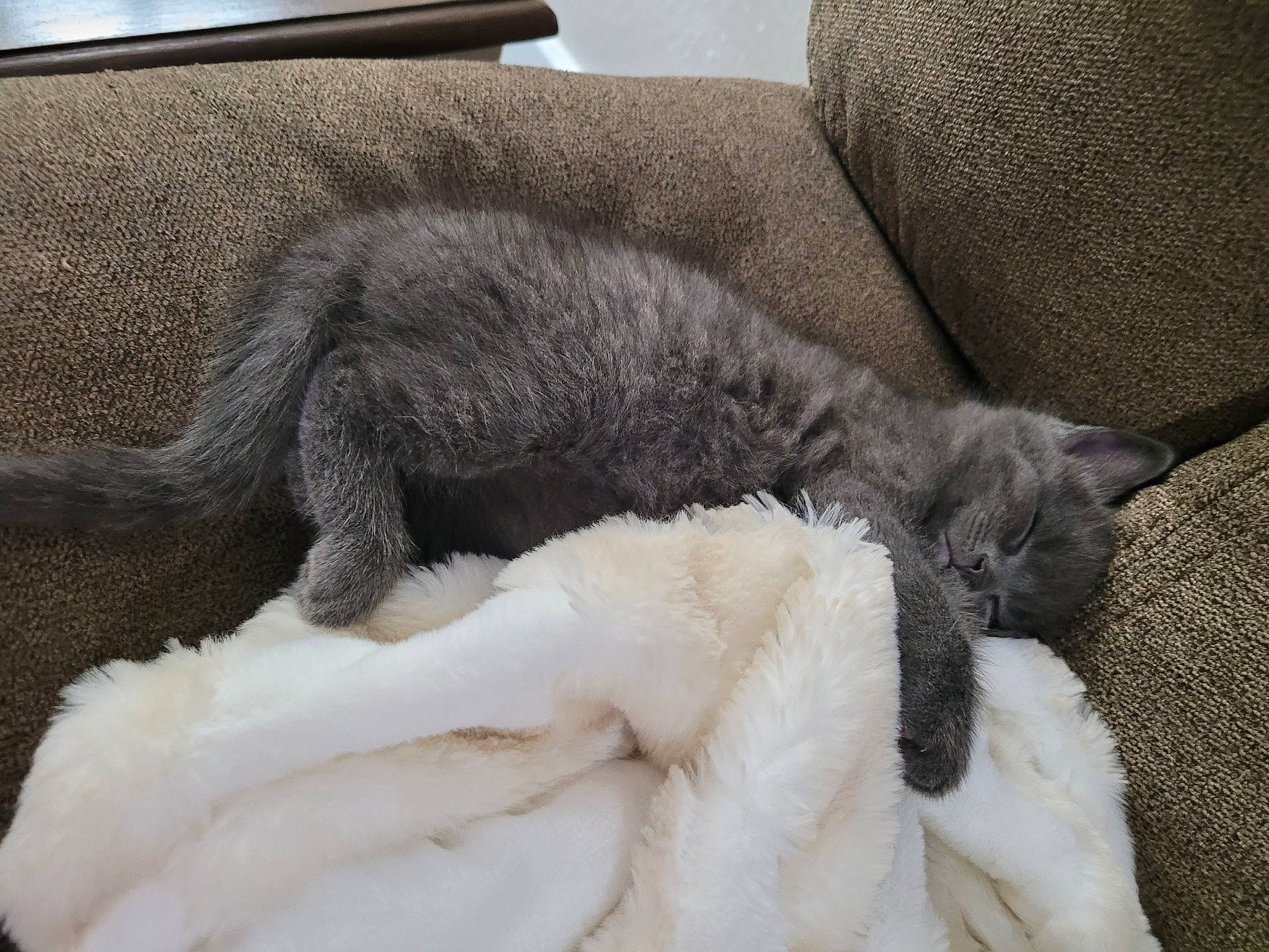 Ripley joined the competition — help win amazing prizes! canidae, carnivore, cat, claw, comfort, dog_breed, domestic_short_haired_cat, felidae, fur, grey, linens, mammal, nap, paw, small_to_medium_sized_cats, sporting_group, tail, terrestrial_animal, whiskers