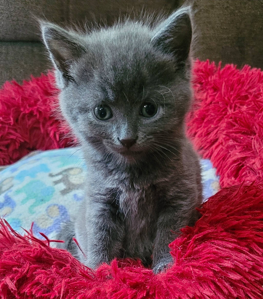 Ripley joined the competition — help win amazing prizes! art, carnivore, cat, cat_supply, claw, domestic_short_haired_cat, felidae, fur, magenta, pattern, plant, small_to_medium_sized_cats, snout, tail, terrestrial_animal, whiskers