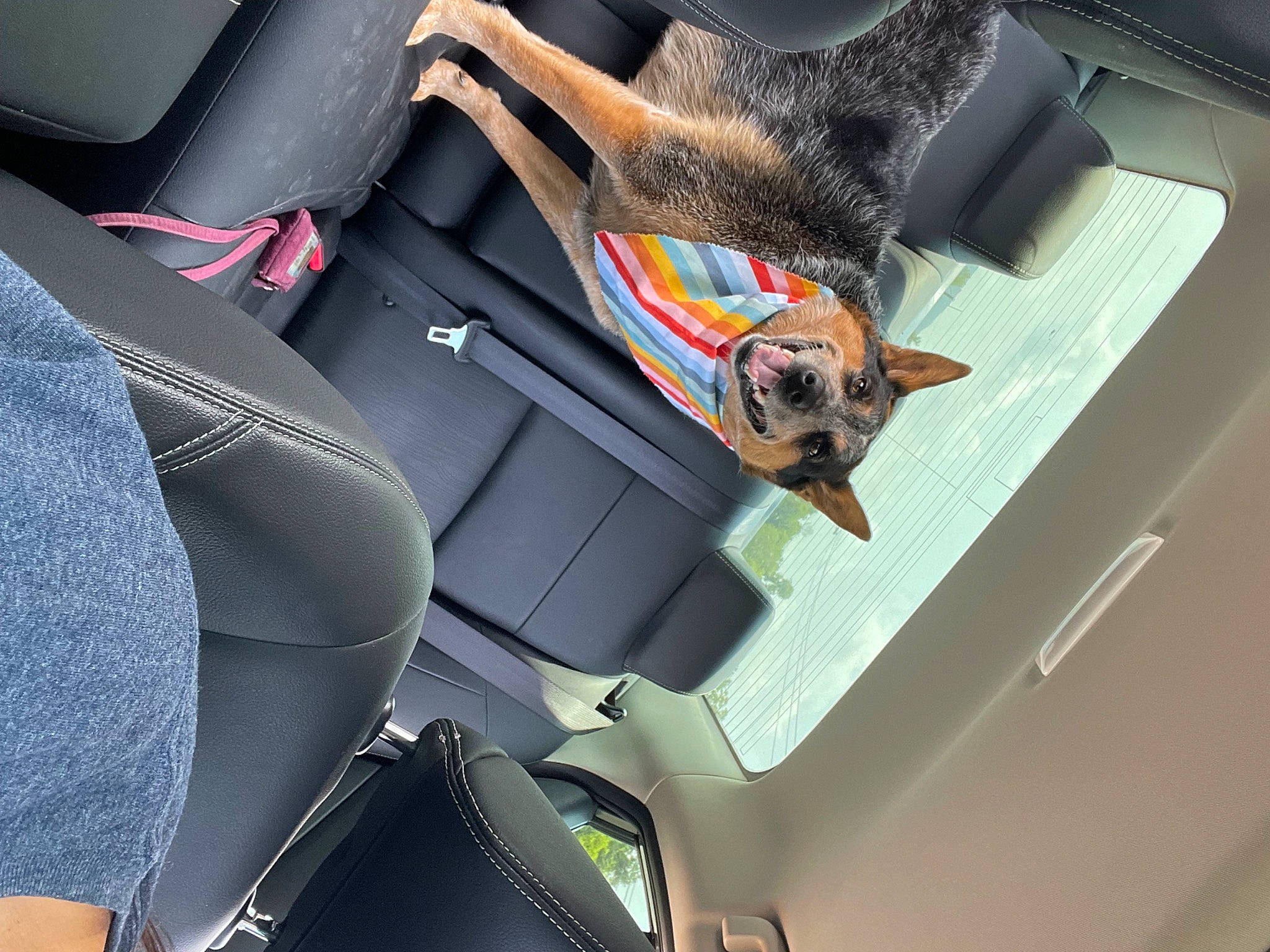 Boomer joined the competition — help win amazing prizes! auto_part, automotive_design, automotive_exterior, car, car_seat, car_seat_cover, carnivore, electric_blue, family_car, gesture, head_restraint, luxury_vehicle, mid_size_car, motor_vehicle, personal_luxury_car, seat_belt, steering_wheel, vehicle, vehicle_door, window