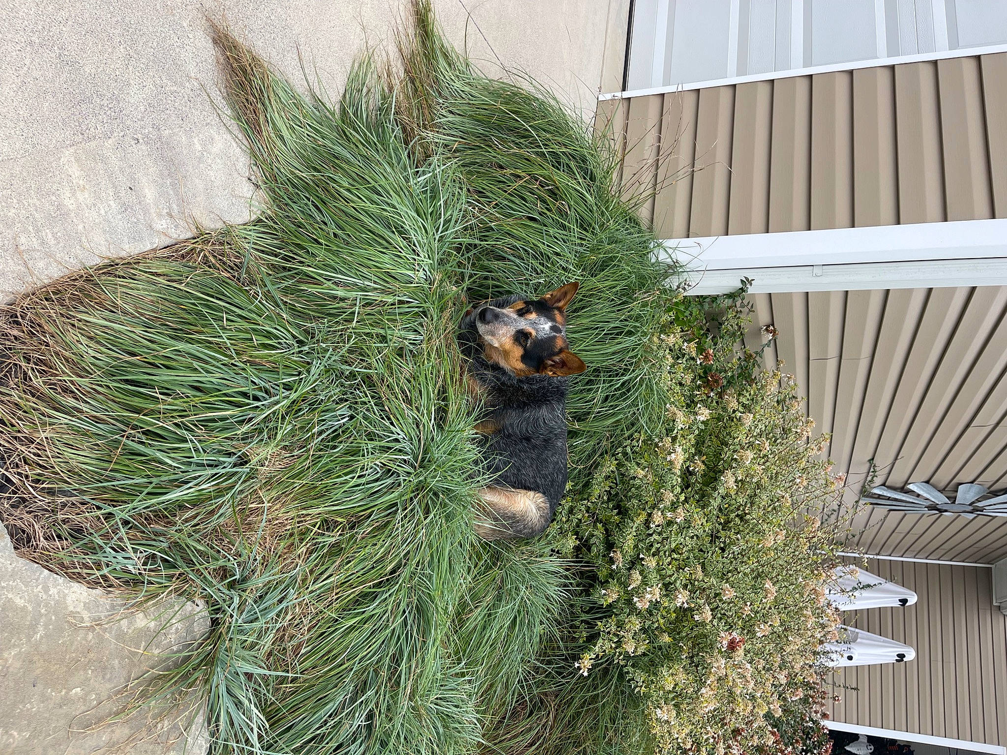 Boomer is registered to the contest to win money with this photo: american_pitch_pine, annual_plant, arecales, conifer, evergreen, grass, herb, landscape, larch, natural_material, plant, shortstraw_pine, shrub, subshrub, terrestrial_plant, tree, trunk, twig, vascular_plant, wood