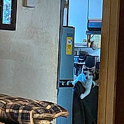 Calico joined the competition — help win amazing prizes! cat, indoor, kitchen, chair, blanket, appliance, refrigerator, window, curious, pet, domestic, feline, furniture, home, cozy, plaid, animal, room, gaze, resting