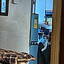 animal, appliance, blanket, cat, chair, cozy, curious, domestic, feline, furniture, gaze, home, indoor, kitchen, pet, plaid, refrigerator, resting, room, window